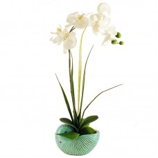 LCGFlorals Phalaenopsis Orchid with Moss Ball in a Distressed Shell Planter LCGF1047